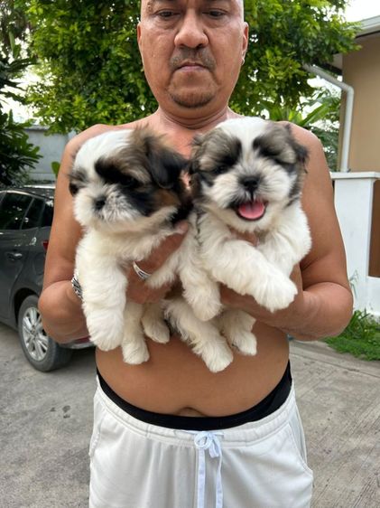 ชิสุ (Shih Tzu) เล็ก ชิสุแท้เกรดสวย