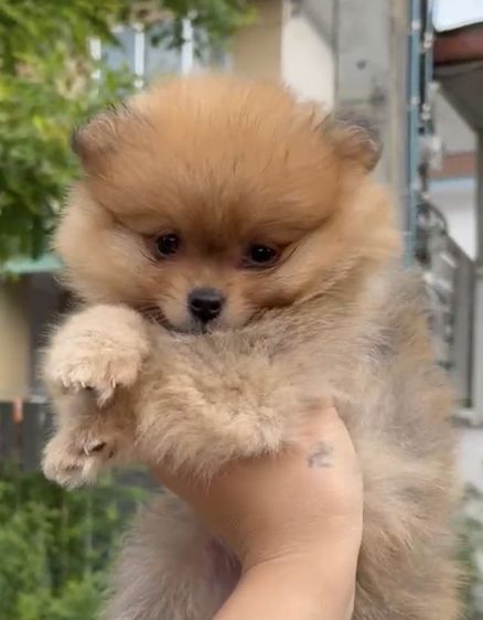 ปอมเมอเรเนียน (Pomeranian) เล็ก ปอมเมอเรอเนียลหน้าหมี