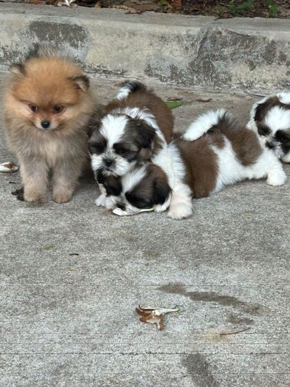 ชิสุ (Shih Tzu) เล็ก ชิสุแท้ปอมแท้ชิสุพุดเดิ้ล