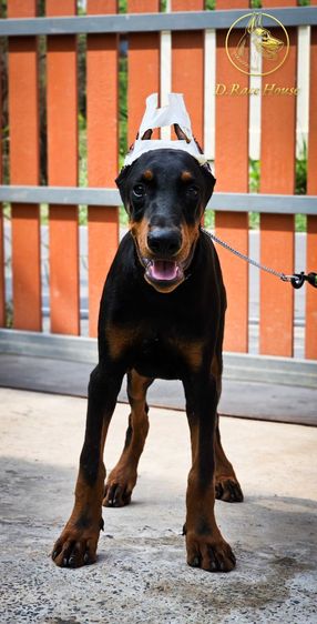 โดเบอร์แมน (Doberman) กลาง ลูกสุนัขโดเบอร์แมน 