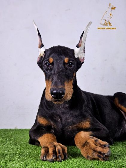 โดเบอร์แมน (Doberman) กลาง ลูกโดเบอร์แมน เพศผู้