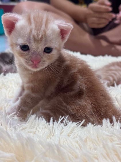 อเมริกัน ชอร์ตแฮร์ (American Shorthair) แมวอเมริกัน Short แฮร์