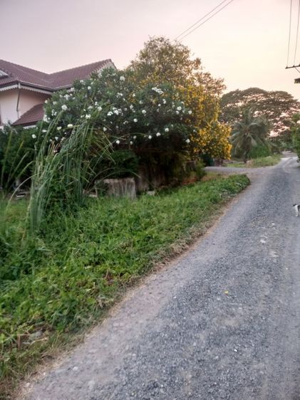ใช่ ที่ดินเขตมีนบุรี ถนนบึงขวาง รูปที่ 3