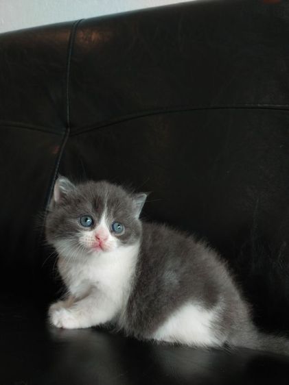 สก็อตติช โฟลด์ (Scottish Fold) แมว scottish fold