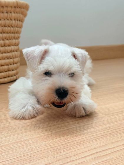 ขาย miniature schnauzer  ลูกสุนัข มินิเอเจอร์ ชเนาเซอร์ รูปที่ 5