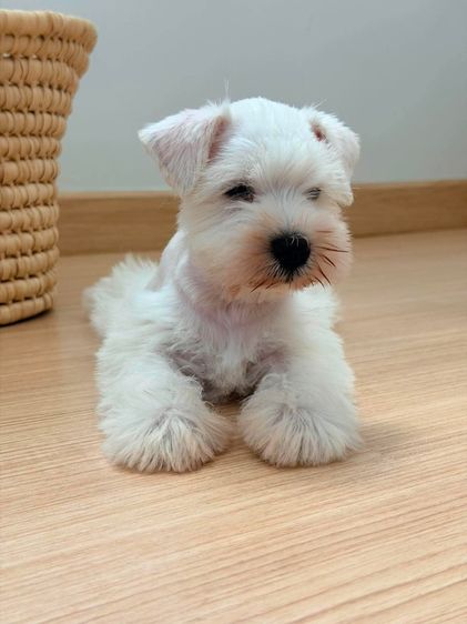 ชเนาเซอร์ (Schnauzer) เล็ก ขาย miniature schnauzer  ลูกสุนัข มินิเอเจอร์ ชเนาเซอร์