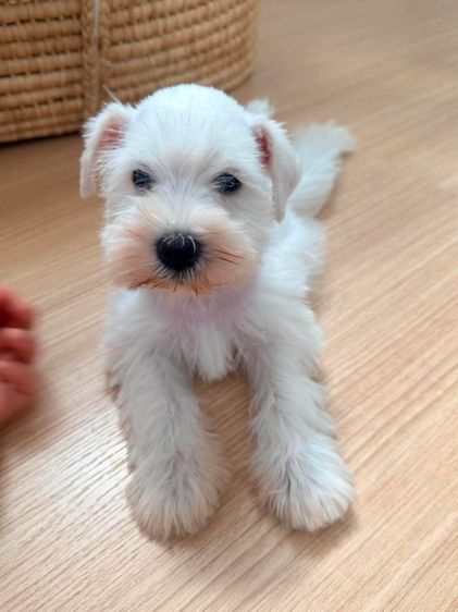 ขาย miniature schnauzer  ลูกสุนัข มินิเอเจอร์ ชเนาเซอร์ รูปที่ 4