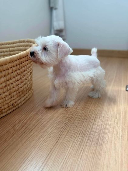 ขาย miniature schnauzer  ลูกสุนัข มินิเอเจอร์ ชเนาเซอร์ รูปที่ 7