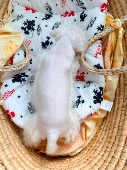 ขาย miniature schnauzer  ลูกสุนัข มินิเอเจอร์ ชเนาเซอร์ รูปที่ 8
