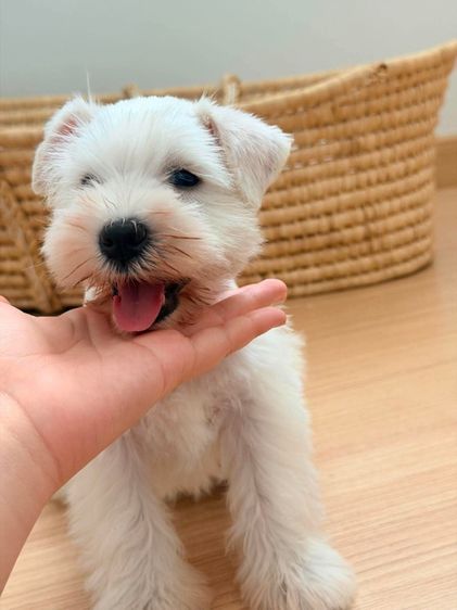 ขาย miniature schnauzer  ลูกสุนัข มินิเอเจอร์ ชเนาเซอร์ รูปที่ 2