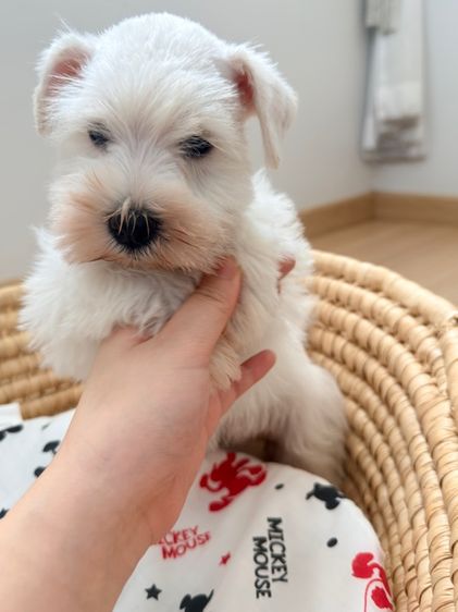 ขาย miniature schnauzer  ลูกสุนัข มินิเอเจอร์ ชเนาเซอร์ รูปที่ 10