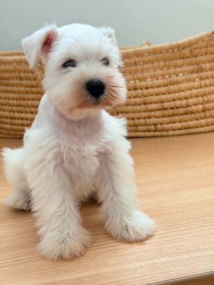 ขาย miniature schnauzer  ลูกสุนัข มินิเอเจอร์ ชเนาเซอร์ รูปที่ 3