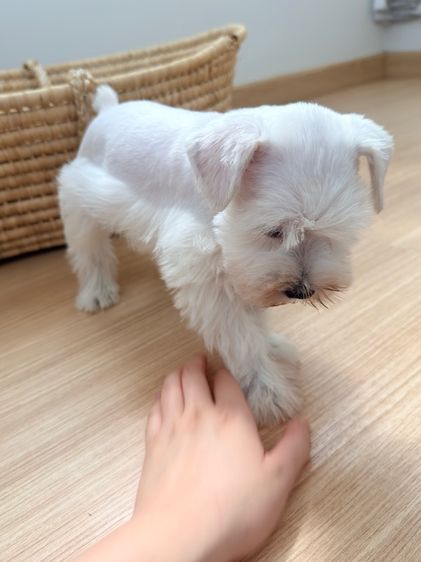 ขาย miniature schnauzer  ลูกสุนัข มินิเอเจอร์ ชเนาเซอร์ รูปที่ 9