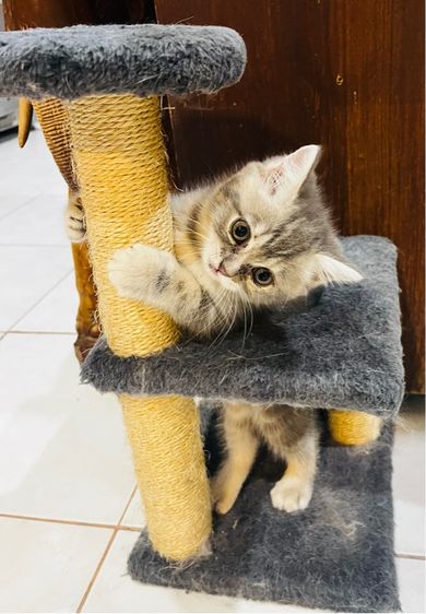 สก็อตติช โฟลด์ (Scottish Fold) แมวสก็อตติช โฟลด์