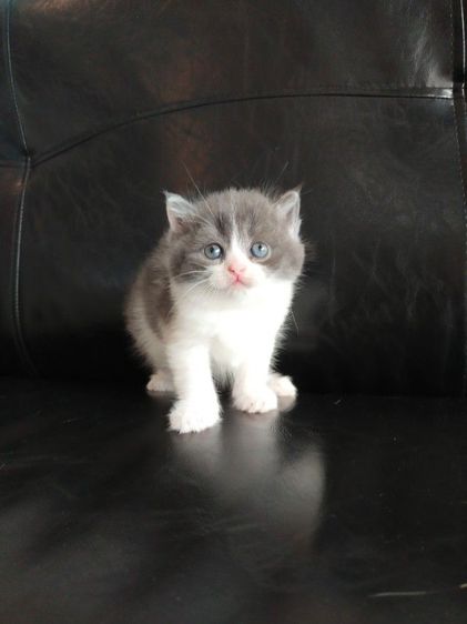 แมว scottish fold รูปที่ 5