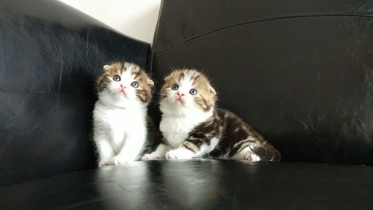 แมว scottish fold รูปที่ 11