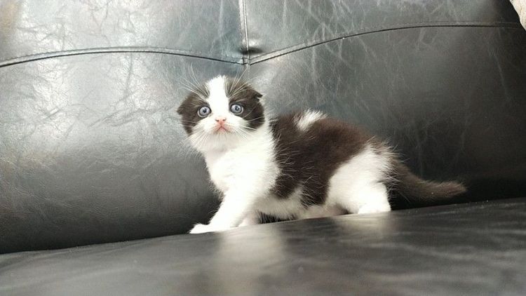 แมว scottish fold รูปที่ 15