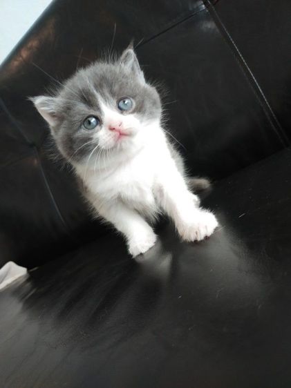 แมว scottish fold รูปที่ 4