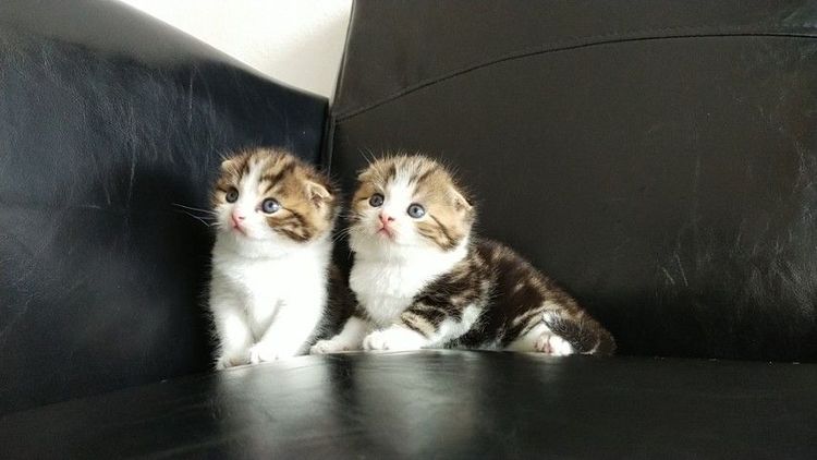 แมว scottish fold รูปที่ 10