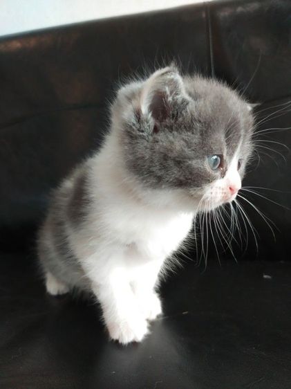 แมว scottish fold รูปที่ 6