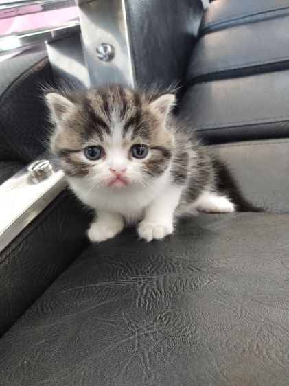 แมว scottish fold รูปที่ 18