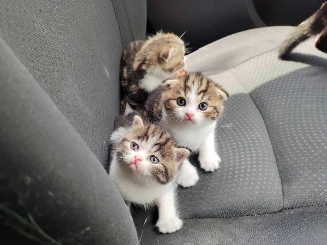 แมว scottish fold รูปที่ 9