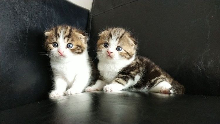 แมว scottish fold รูปที่ 13