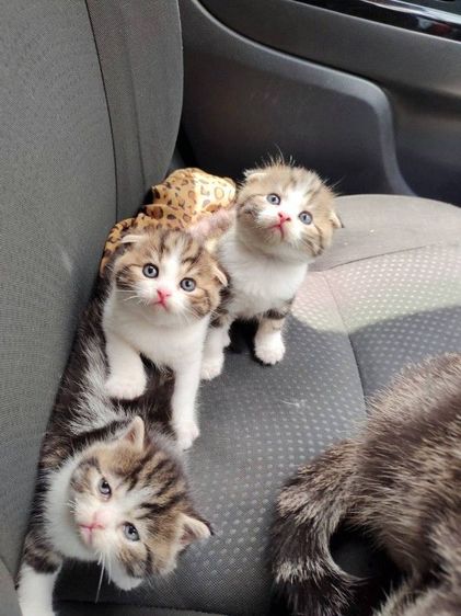 แมว scottish fold รูปที่ 8