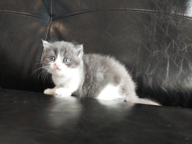 แมว scottish fold รูปที่ 2