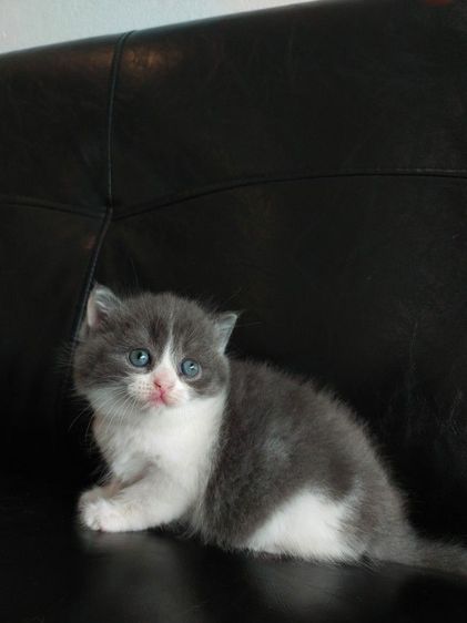 สก็อตติช โฟลด์ (Scottish Fold) แมว scottish fold