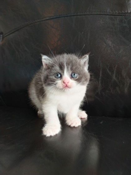แมว scottish fold รูปที่ 3