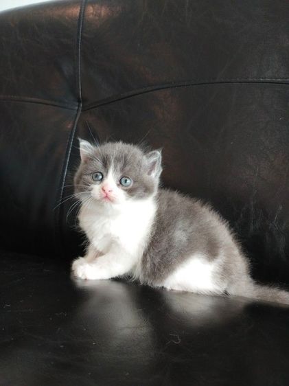 แมว scottish fold รูปที่ 7