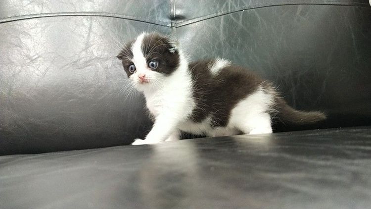 แมว scottish fold รูปที่ 16