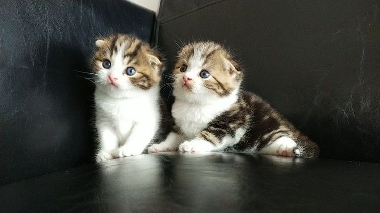 แมว scottish fold รูปที่ 12