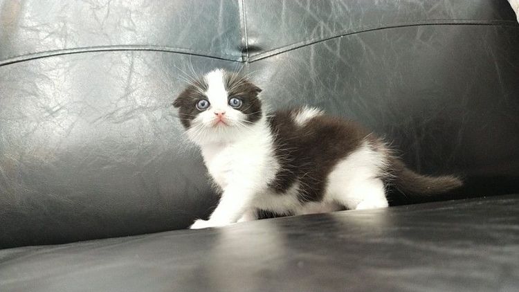 แมว scottish fold รูปที่ 14