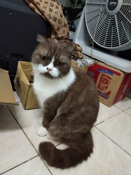 แม่พันธุ์ scottish fold รูปที่ 13