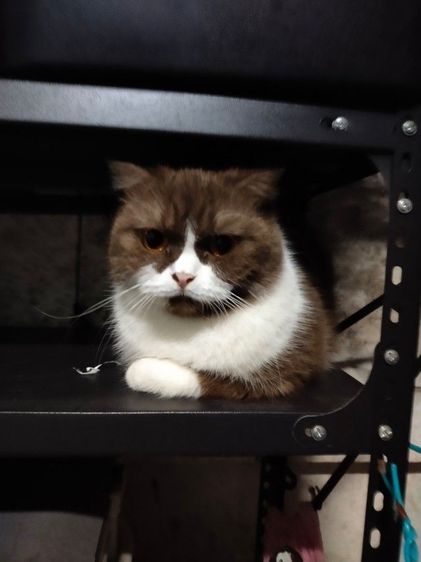 แม่พันธุ์ scottish fold รูปที่ 11