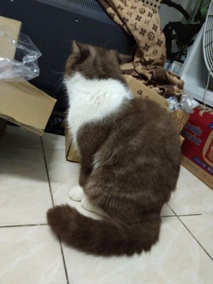 แม่พันธุ์ scottish fold รูปที่ 5