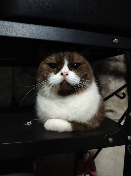 แม่พันธุ์ scottish fold รูปที่ 2