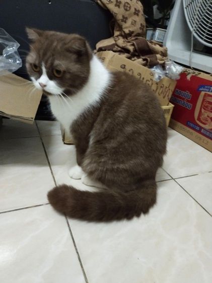 แม่พันธุ์ scottish fold รูปที่ 16