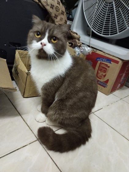 สก็อตติช โฟลด์ (Scottish Fold) แม่พันธุ์ scottish fold