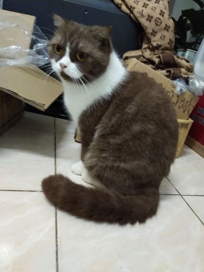 แม่พันธุ์ scottish fold รูปที่ 8