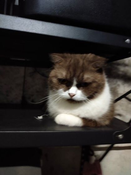 แม่พันธุ์ scottish fold รูปที่ 12