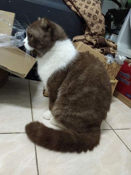 แม่พันธุ์ scottish fold รูปที่ 4