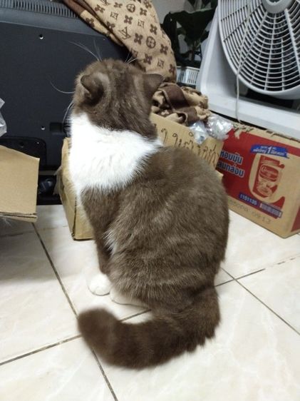 แม่พันธุ์ scottish fold รูปที่ 6