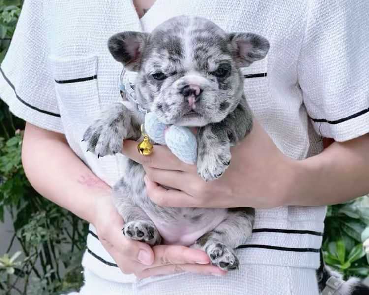 เฟรนบลูด็อก หญิง ไลแลคเมอร์บลูตาฟ้า รูปที่ 7
