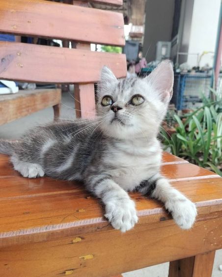 สก็อตติช โฟลด์ (Scottish Fold) สกอตติชแท้ เบาๆ
