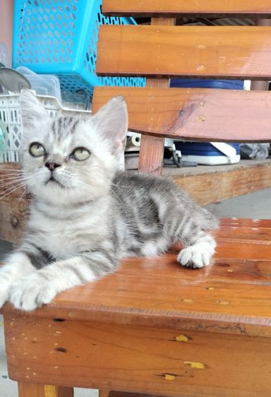 สก็อตติช โฟลด์ (Scottish Fold) สกอตติช