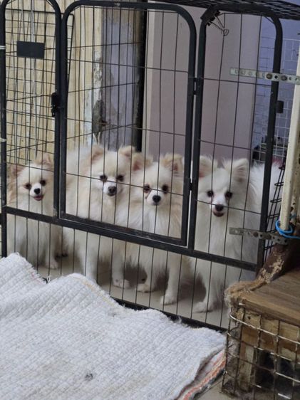 ปอมเมอเรเนียน (Pomeranian) ขาย หมาพ่อแม่พันธุ์ ปอมสีขาว,สีครีม,สีส้ม ไซล์เล็กทีคัพ ราคาถูกอายุ1ขึ้นไป