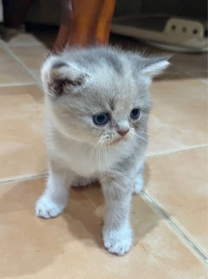 ลูกสก๊อตติชแท้ รูปที่ 4